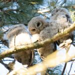 Tre ugglor sitter på en gren.